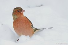 Buchfink (Fringilla coelebs) ♀