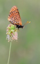 Goldener Scheckenfalter