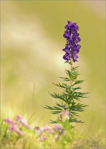 Aconitum Napellus (Blauer Eisenhut) .......