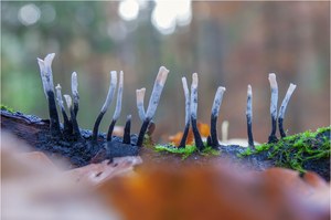 Geweihförmige Holzkeule (Xylaria hypoxylon)