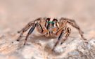 unbekannte Springspinne