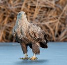 europäischer Seeadler