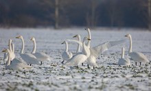 Wintergäste auf mecklenburgischem Raps...