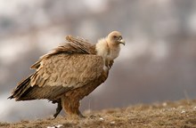 Gänsegeier beim "Spaziergang" ;-)