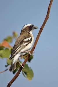 Siedelweber (Philetairus socius)