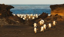 Eselspinguin (Pygoscelis papua)