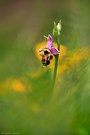 Eine Schnepfen-Ragwurz (Ophrys scolopax).