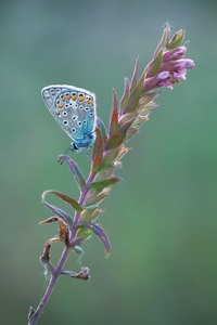 Poliommatus Icarus