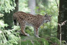 Luchs gähnt