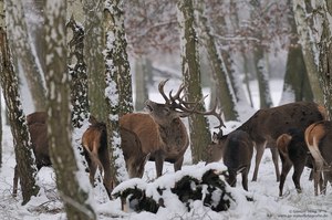 Hier bin ich der Boss...