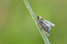 Cicadella viridis - Binsenschmuckzikade