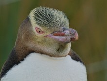 Yellow-Eyed Penguin - Hojo -wildlife - NZ