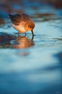 Wintergast - Calidris alpina