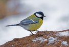 Heutige Kohlmeise auf Raseneisenstein im Restschnee...