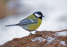 Heutige Kohlmeise auf Raseneisenstein im Restschnee...