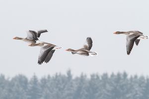 Fliegende Graugänse