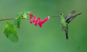 Grünstirn-Brillantkolibri 01