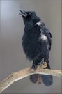 Rabenkrähe (Corvus corone corone)