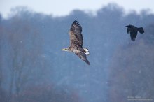 Typisch Rabenvogel