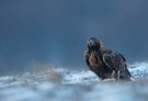 Steinadler beim Fressen