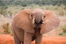 trinkender, junger Elefant