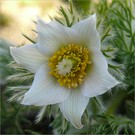 Weiße pulsatilla