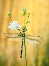 Anax imperator