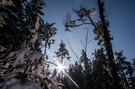 Sonne im Winterwald