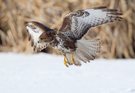 Mäusebussard im Flug