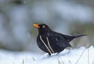 Charly Amsel denkt:...