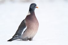 Ringeltaube im Schnee