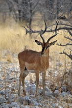 Schwarzfersenantilope