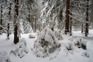 Schneemantel im Winterwoid