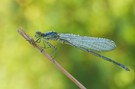 Red-eyed Damselfly - male