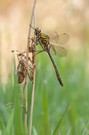 Falkenlibelle oder auch Gemeine Smaragdlibelle