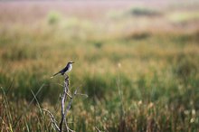 Mimus Polyglottos