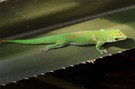 neugieriger Gecko