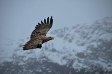 Seeadler in Norwegen