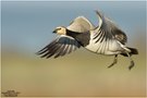 Weißwangengans (Branta leucopsis)