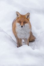 Winterfuchs