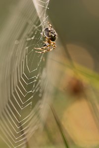 Wiesen - Spinnen - Netz...