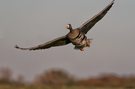 Blässgans im Anflug