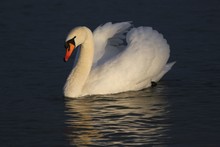 Schwan vor der blauen Stunde