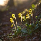Schlüsselblumen im Hochwald