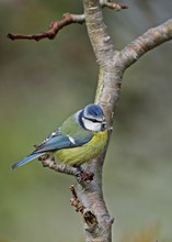 Blaumeise im Apfelbäumchen...