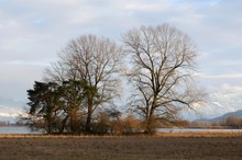 Vorfrühling am Bodensee