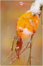 Herbst-Gold mit Puderzucker