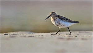 „Er läuft am Strand…“