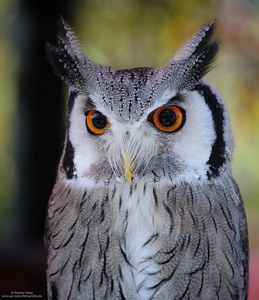 Faszinierende Augen