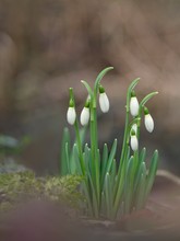 Schneeglöckchen